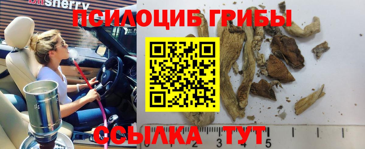 Галлюциногенные грибы Psilocybine cubensis Мурманск